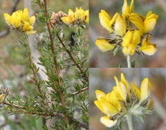 Aspalathus tridentata