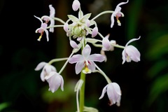 Spathoglottis pacifica