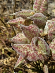 Astragalus lentiginosus nigricalycis