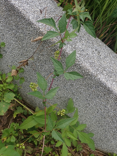 Ampelopsis japonica, photograph 1