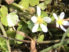Ranunculus omiophyllus