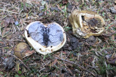 Scleroderma flavidum macrosporum