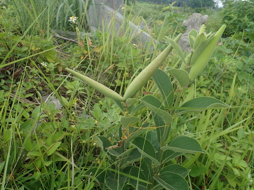 Vincetoxicum atratum, photograph 6