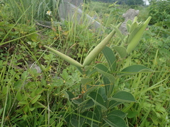 Vincetoxicum atratum