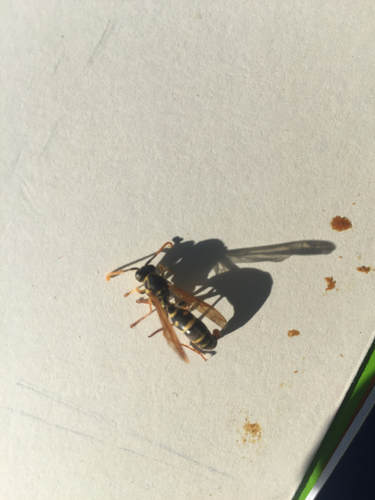 Photo of Asian Paper Wasp (Polistes chinensis)