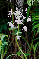 Spathoglottis pacifica