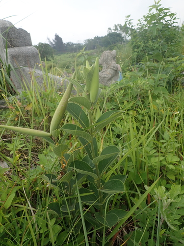 Vincetoxicum atratum, photograph 5