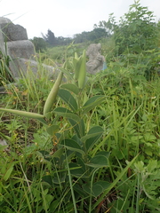 Vincetoxicum atratum