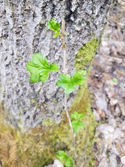 Ribes alpinum