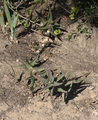 Aloe distans