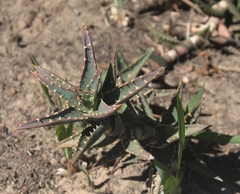Aloe distans