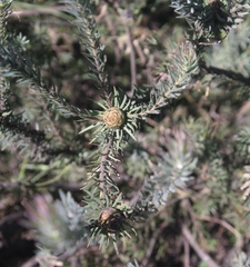 Leucadendron cinereum