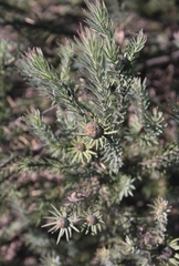 Leucadendron cinereum