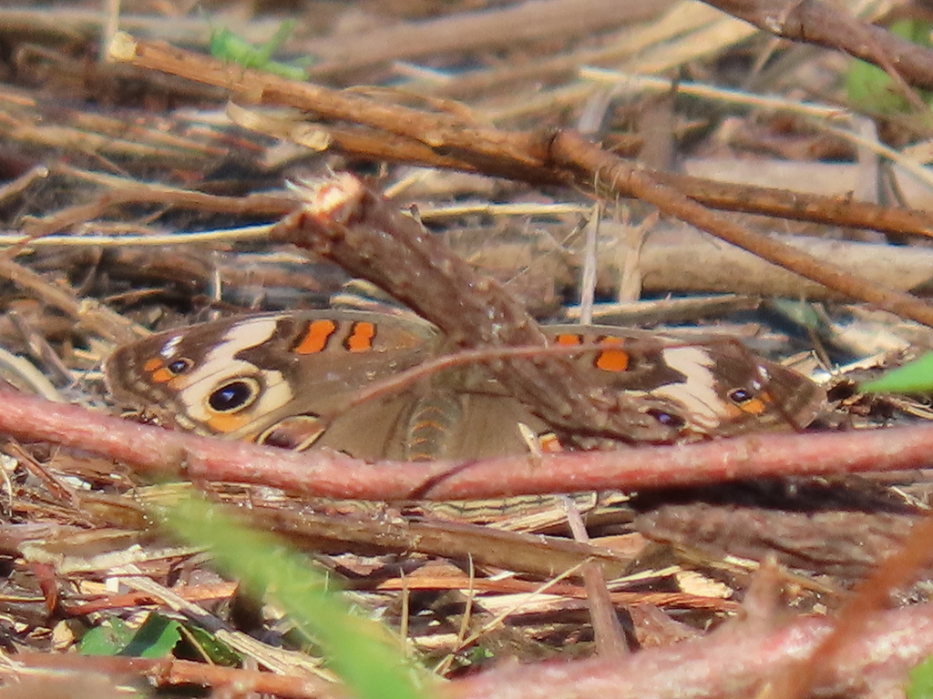 Common Buckeye from Mayfair Village, Jacksonville, FL 32207, USA on May