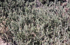 Leucadendron cinereum