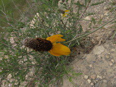 Ratibida coahuilensis