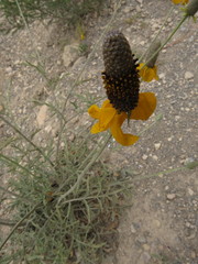 Ratibida coahuilensis