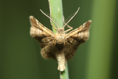 Emmiltis pygmaearia