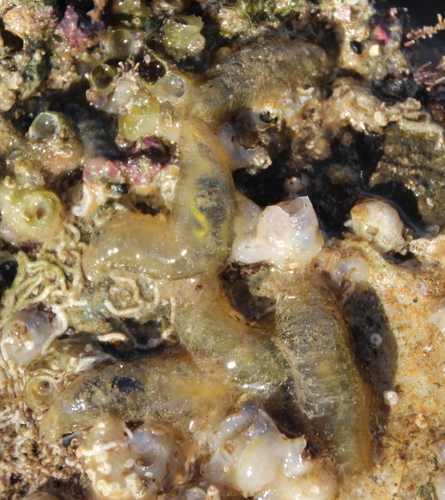 Representative image of Flabelligeridae