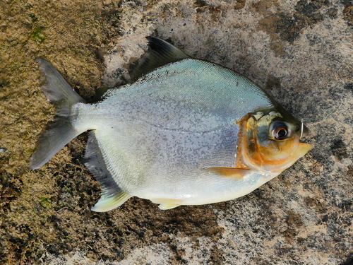 Redhook myleus (Myloplus rhomboidalis) — Serrasalmidae