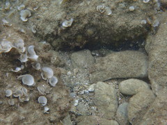 Padina pavonica