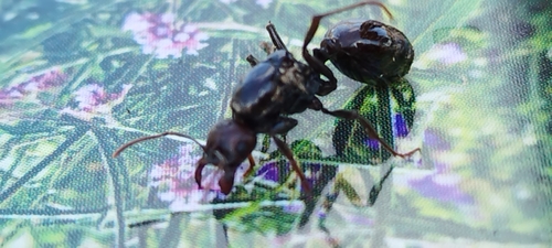 Barbary Harvester Ant, Christiansfeld, 6070 Christiansfeld, Danmark, photo 9 of 10