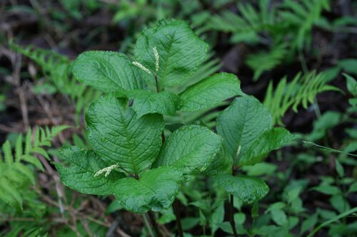 Chloranthus henryi observed 2024-05-02