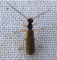 Rhagonycha lignosa