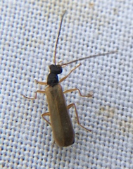 Rhagonycha lignosa