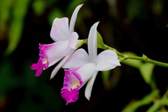 Arundina graminifolia