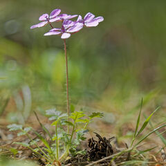 Erodium maculatum, photograph Thierry Arbault, CC BY, iNaturalist via GBIF