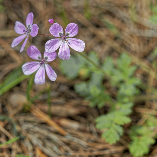 Erodium maculatum, photograph 2