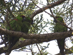 Rhynchopsitta terrisi