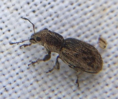 Andrion regensteinense