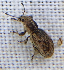 Andrion regensteinense