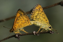 Ampittia dioscorides camertes