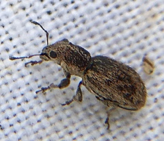 Andrion regensteinense