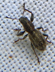 Andrion regensteinense