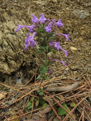 Hedeoma costata