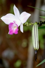 Arundina graminifolia