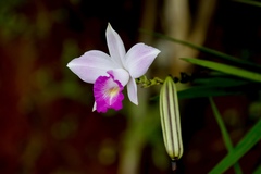 Arundina graminifolia