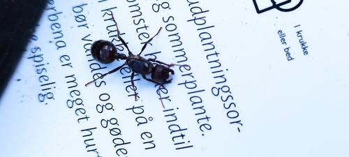 Barbary Harvester Ant, Christiansfeld, 6070 Christiansfeld, Danmark, photo 6 of 10