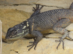 Sceloporus oberon