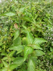 Acalypha alopecuroidea