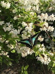 Graphium sarpedon nipponum