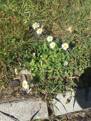 Bellis perennis