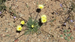 Malacothrix californica