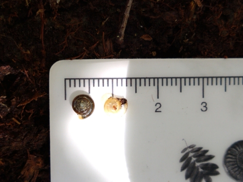 Hollowed Gloss Snail, Isle of Colonsay PA61 7YT, UK, photo 10 of 10