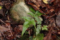 Asplenium hemionitis