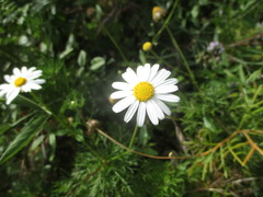 Argyranthemum frutescens